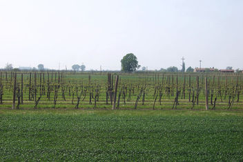 Italy (Dozza) Vineyard and wineries - бесплатный image #351489