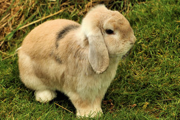 Bunny - Shepreth Wildlife Park - image #355549 gratis