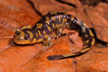 Eastern Tiger Salamander (Ambystoma tigrinum) - image #357449 gratis