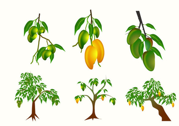 Mango Plant Vector - бесплатный vector #357759