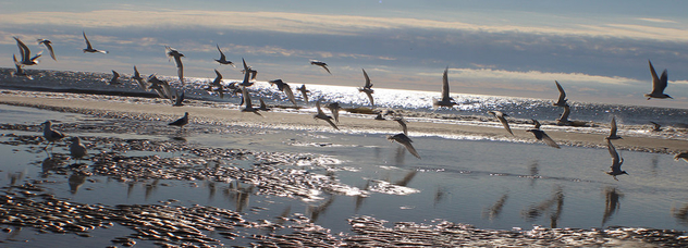Seagulls on the Go!! - Free image #358749