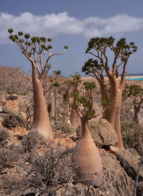 Bottle Trees, Socotra Is. - бесплатный image #361489