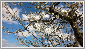 Cerisier en fleurs - Free image #362299