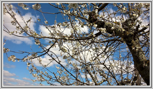 Cerisier en fleurs - Kostenloses image #362299