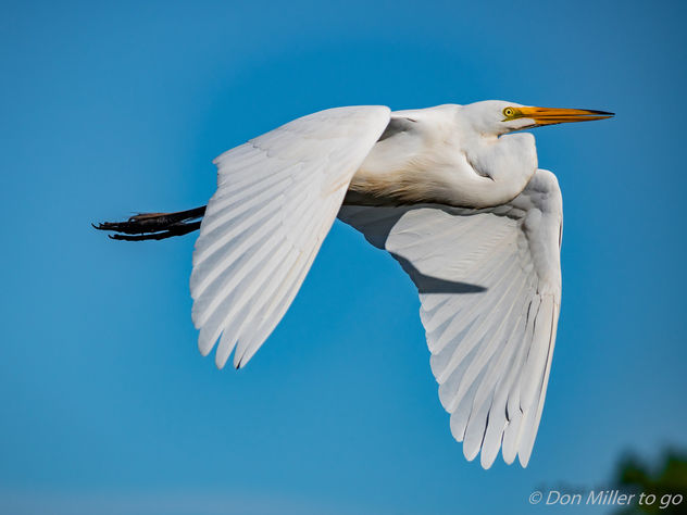 Great White Egret - image gratuit #362389 