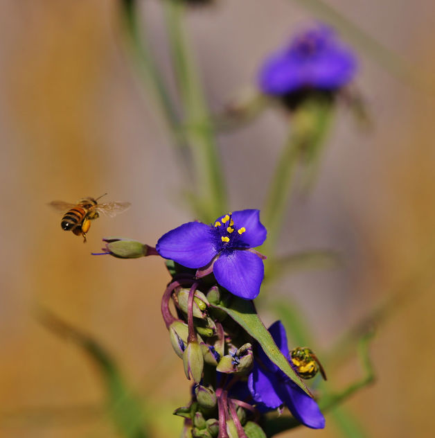 Spiderworts and Bees ~~ SonyA580 - Free image #362399