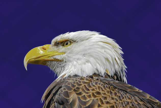 Bald Eagle Portrait - image gratuit #365089 
