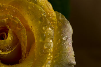 Yellow Rose - image #369169 gratis