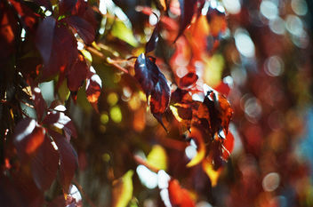 Those Autumn Days - image #372249 gratis