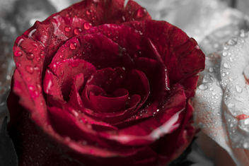 Roses are Red - бесплатный image #372559