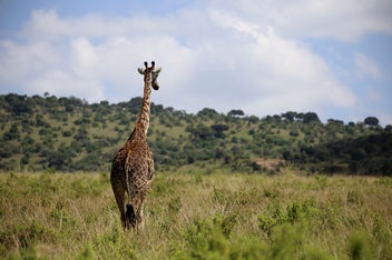 Giraffe, Masai Mara - image #376409 gratis