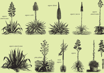 Agave And Maguey Drawings - Free vector #377499