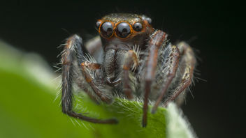 Jumping Spider - Free image #379849