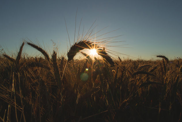 Field of barley - Free image #382839