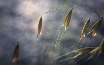 Winter Grass - Free image #383119