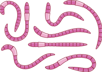 Pink Earthworm Vectors - Kostenloses vector #383209