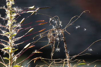 The Fireworks of Nature - Free image #387009