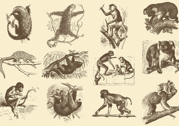 Vintage Illustrations Of Animals - бесплатный vector #388849