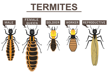 Termites cartoon illustration - Kostenloses vector #391039