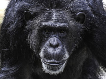 Chimpanzee Portrait - image #395489 gratis