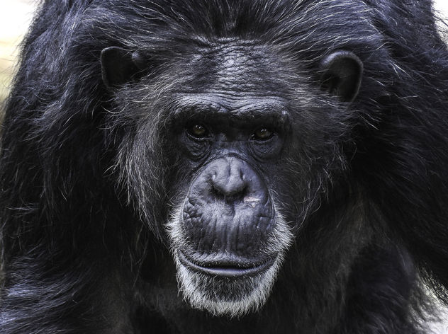 Chimpanzee Portrait - Kostenloses image #395489
