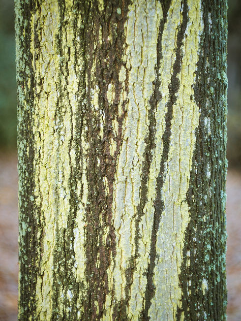 Tree trunk pattern - Kostenloses image #402359