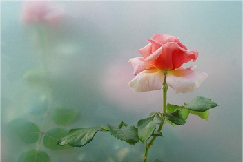 Pink Rose - Kostenloses image #403549