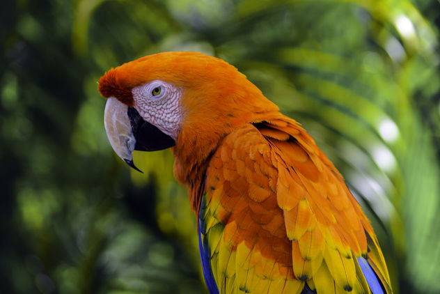 Stunning Macaw - бесплатный image #409179
