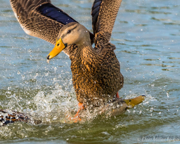 Duck Fight - бесплатный image #409669