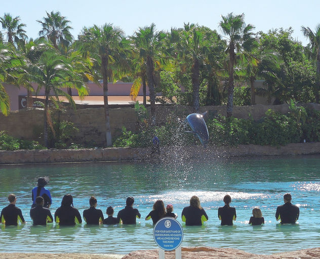 Bahamas (Paradise Island) Dolphin Cay offers playing with playful bottlenose dolphines - image gratuit #411359 