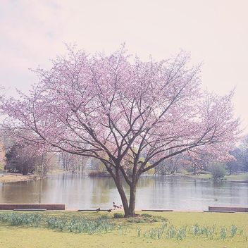 park, spring, tree - image #411879 gratis
