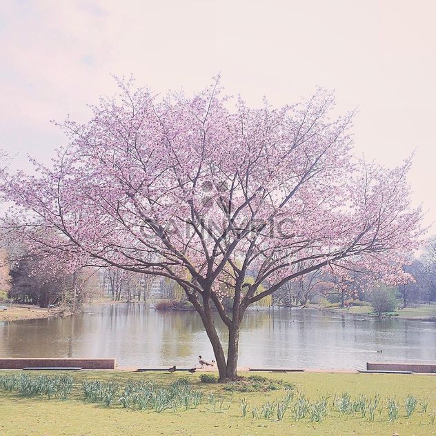 park, spring, tree - image gratuit #411879 