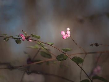 Pink berries - Free image #413029