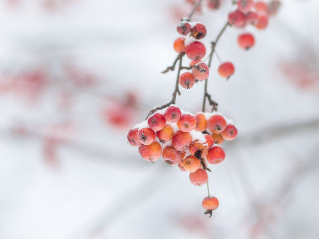 Winter berries - бесплатный image #413159