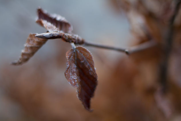 Morning Frost - image gratuit #413169 