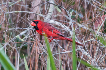 Male Cardinal - image #414019 gratis