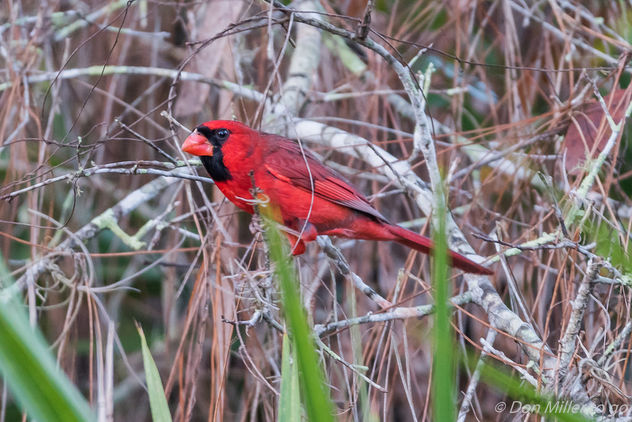 Male Cardinal - image gratuit #414019 