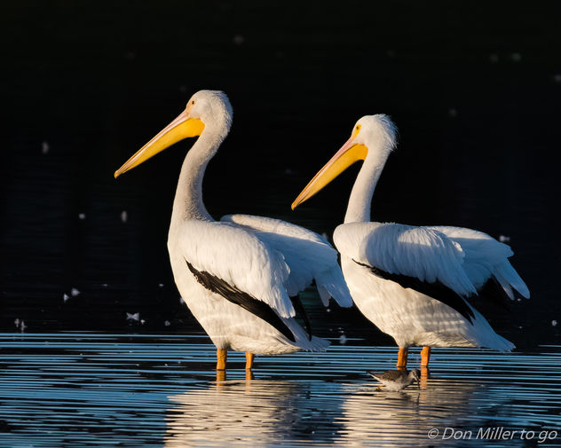 American White Pelicans - бесплатный image #414569