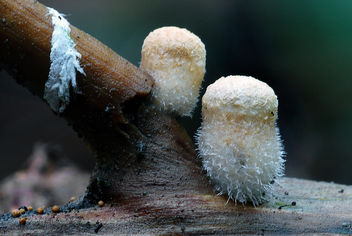 Nidula candida (woolly birdsnest fungi) - Free image #415969