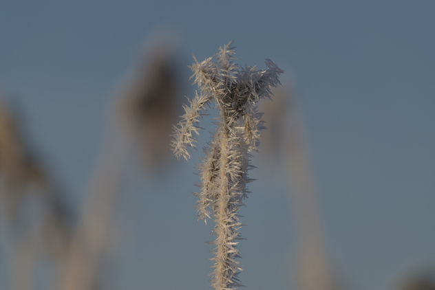 White frost - Hoarfrost - Ruige rijp - image #415979 gratis