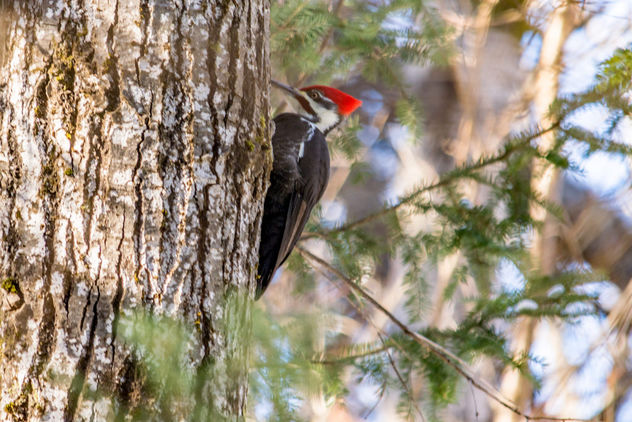 Pileated Woodpecker Centennial Park - бесплатный image #416759