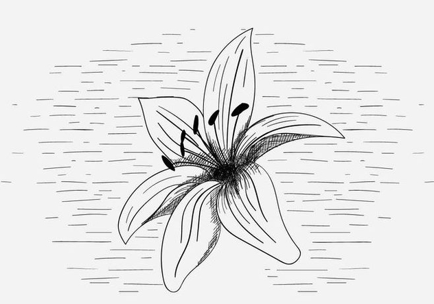 Free Vector Lily Flower Illustration - Kostenloses vector #419019