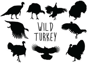 Wild Turkey Silhouette - Free vector #419239