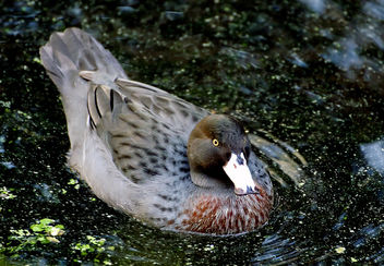 Blue duck/whio. NZ - image #419669 gratis