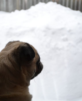 Please Stop Snowing! I Want To Go Play! - Kostenloses image #420839