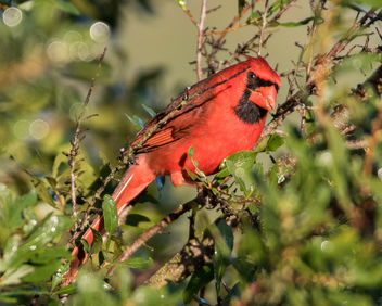 Male Cardinal - Kostenloses image #422479