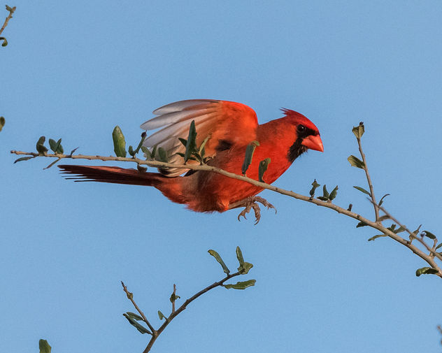 Male Cardinal - Kostenloses image #423419