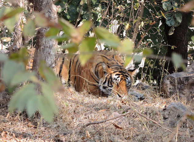 India (Ranthambhore National Park) Sleeping Bengal Tiger - image gratuit #424479 