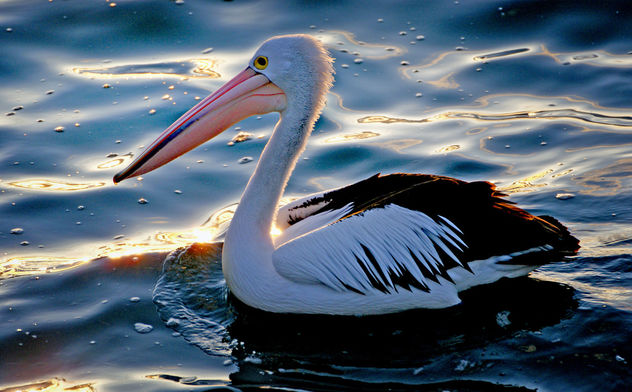 The Australian pelican - (Pelecanus conspicillatus) - image #426979 gratis