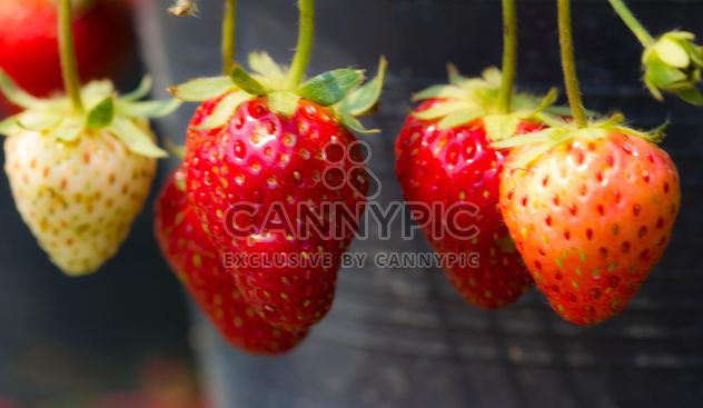 Strawberry - Free image #428749